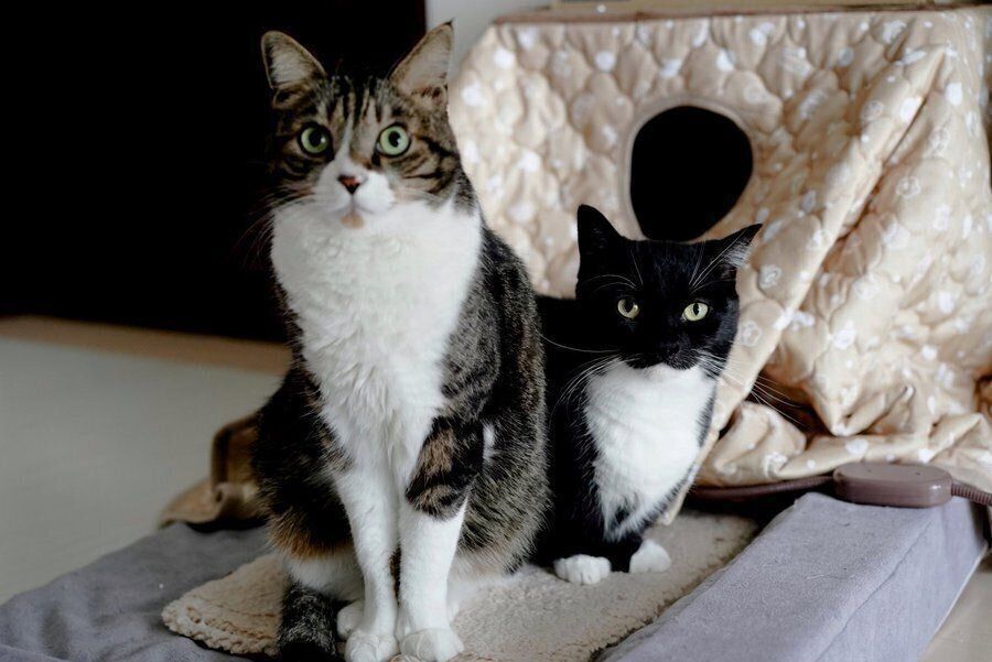 あおばくんとうにくん