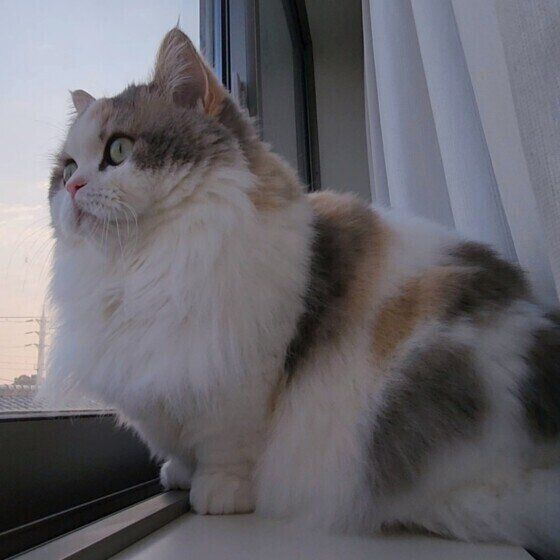 窓の外を見るラテちゃん（ミヌエット）