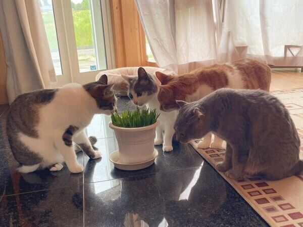 猫草を見つめる猫たち