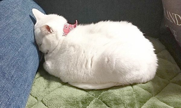 ごめん寝する猫