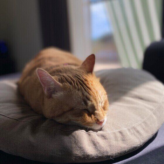 日向ぼっこする猫（MIX、オス）