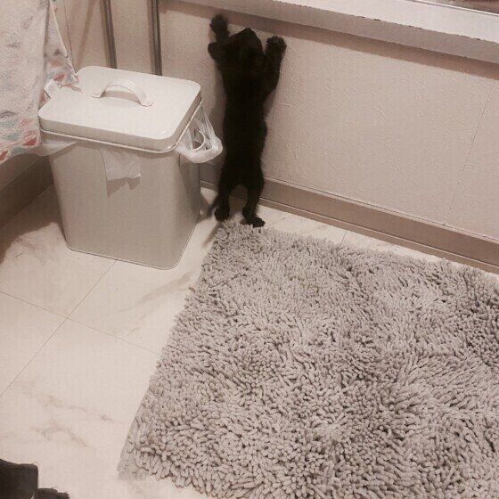 黒MIXのココくん