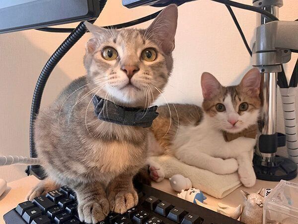 見つめる虎太郎くんとドラちゃん