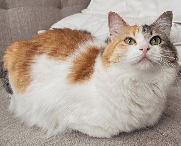 「おててないない」をするうなぎちゃん