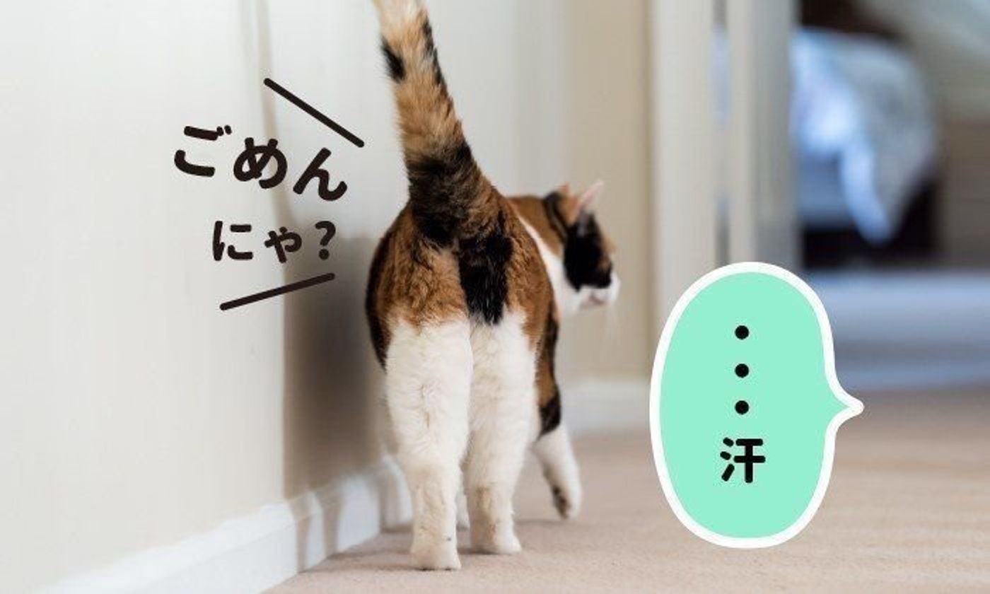 人の上をわざわざ 踏み越えて行く ときの猫の心理とは ねこのきもちweb Magazine 人の上をわざわざ 踏み越えて行く ときの猫の心理とは ねこのきもちweb Magazine