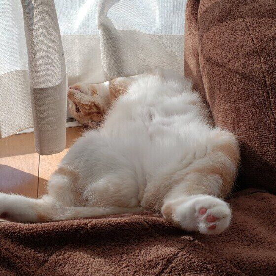 スコティッシュフォールドのショアちゃん