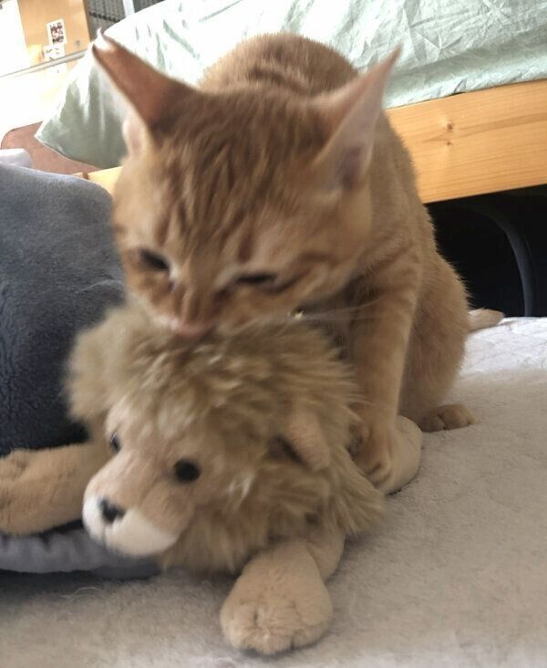 ライオンのぬいぐるみと仲良し？