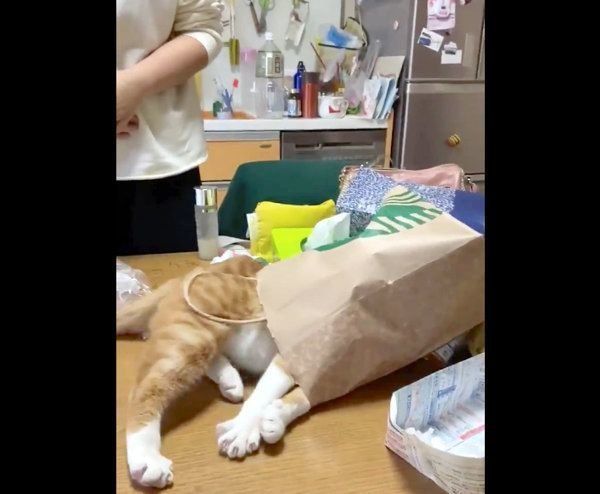 紙袋をかぶって倒れ芸を披露するちくわちゃん