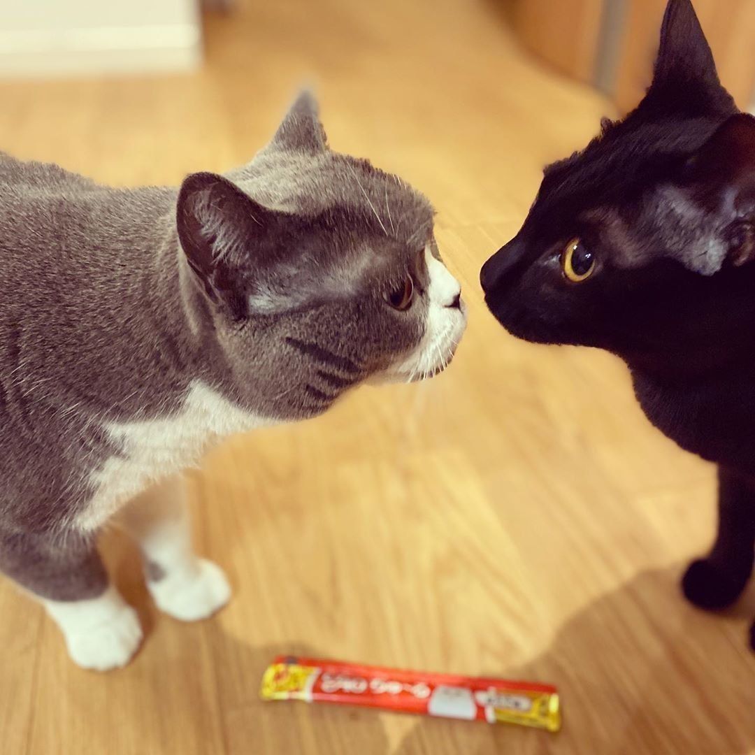 ブリティッシュショートヘアと黒猫