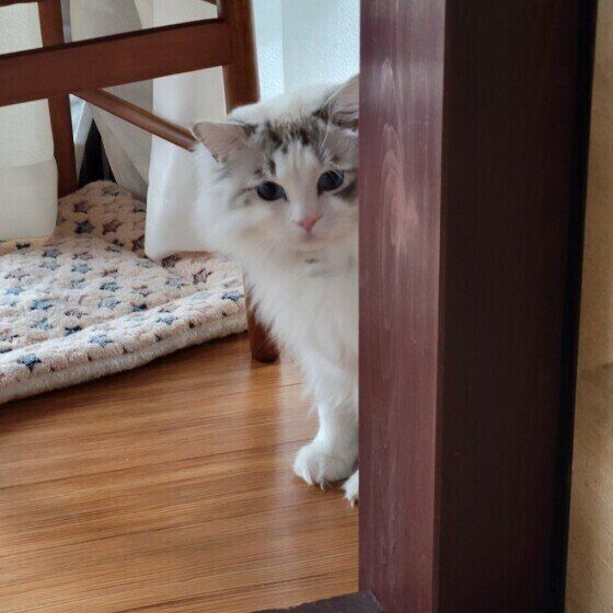 見つめるラグドールの男の子