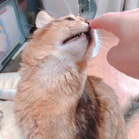 ソマリのルドルフ皇帝くん