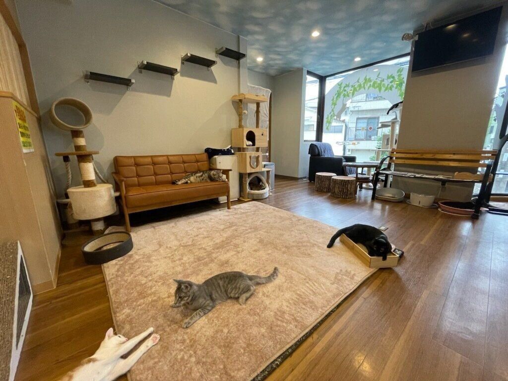 のびのびくつろぐ保護猫たち