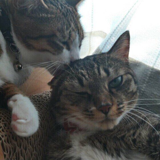 同居猫を毛づくろいする猫