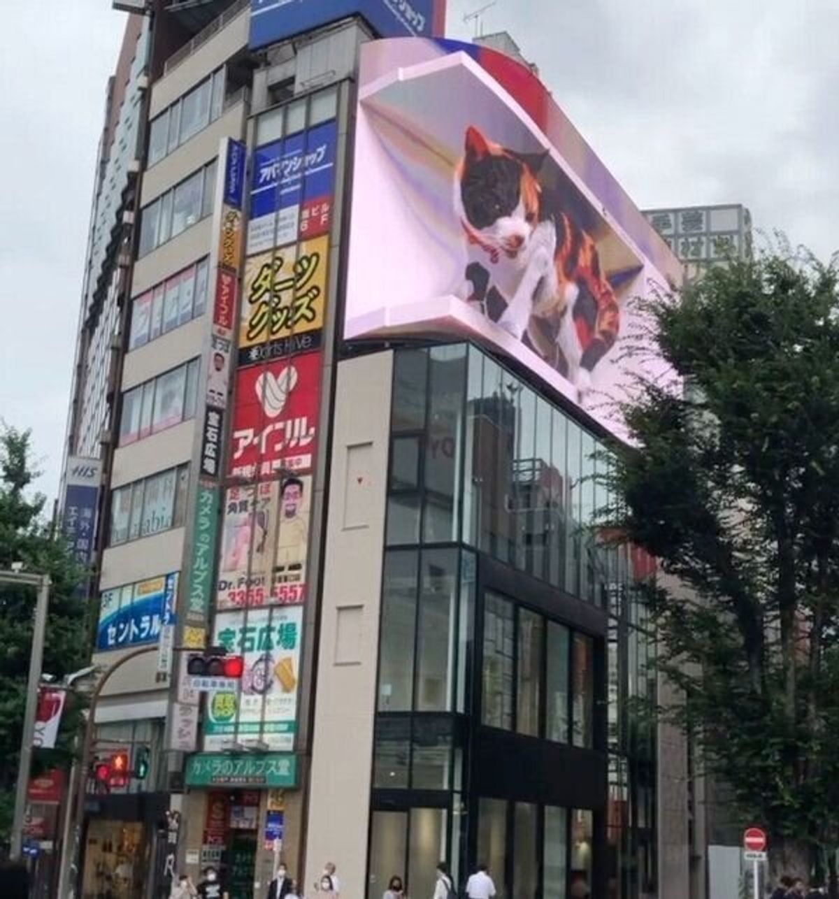 新宿に現れた話題の 3d巨大猫 昼間の姿もいいけれど 夜のくつろぐ姿も可愛かった ねこのきもちweb Magazine 新宿に現れた話題の 3d巨大猫 昼間の姿もいいけれど 夜のくつろぐ姿も可愛かった ねこのきもちweb Magazine