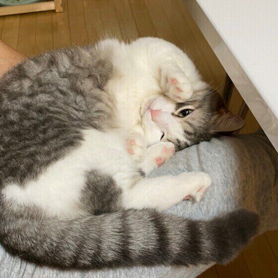 まったりするマンチカン