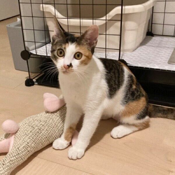 段々と家猫らしい表情に