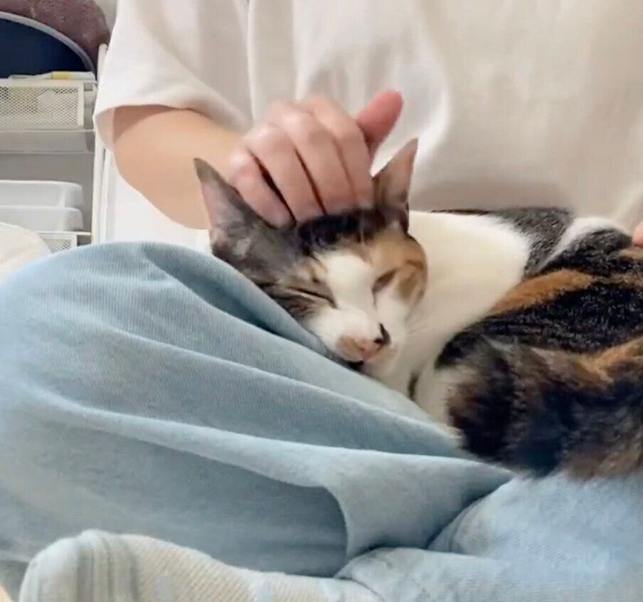 とろけるむすびちゃん