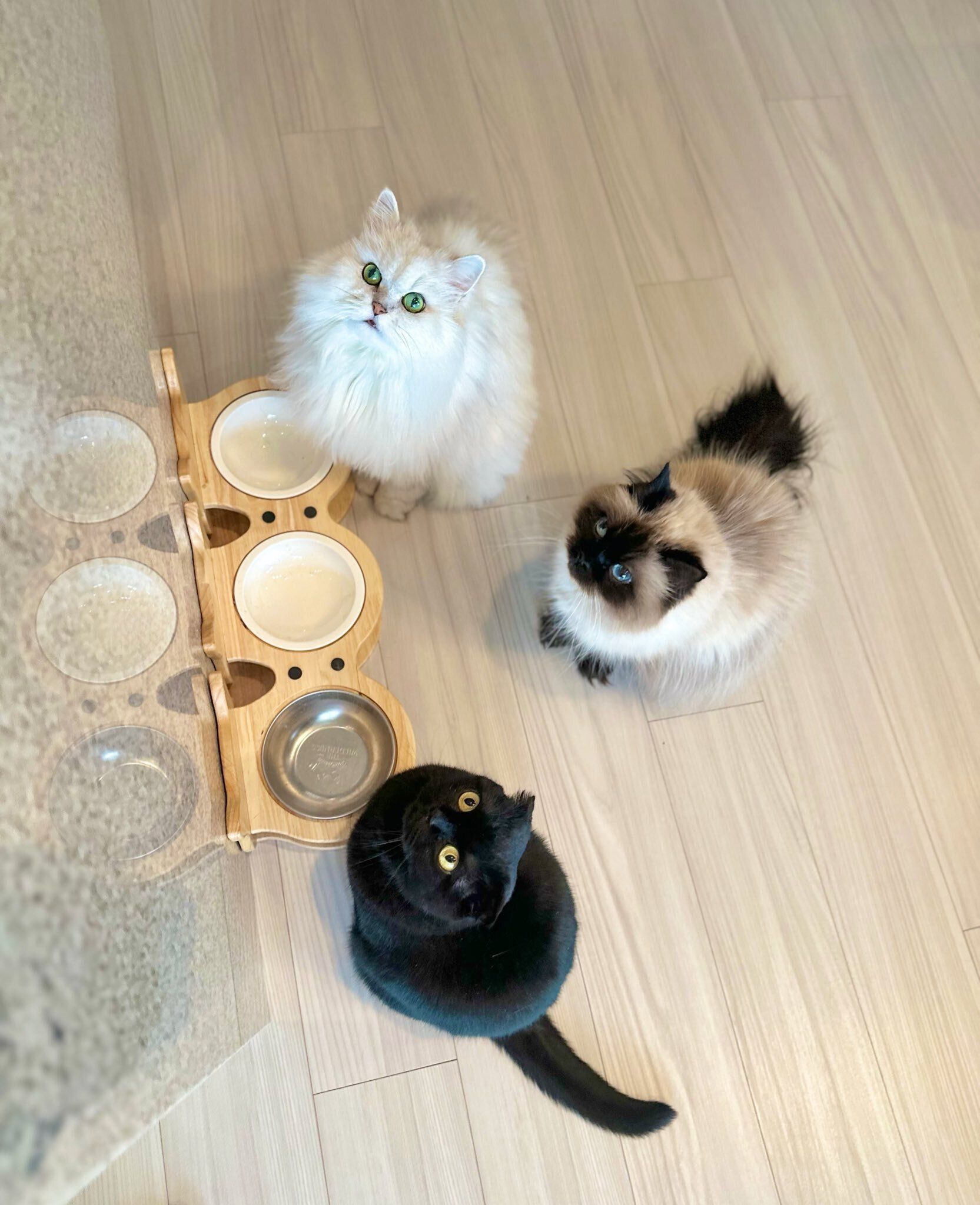 ゴハン待つ3匹の猫