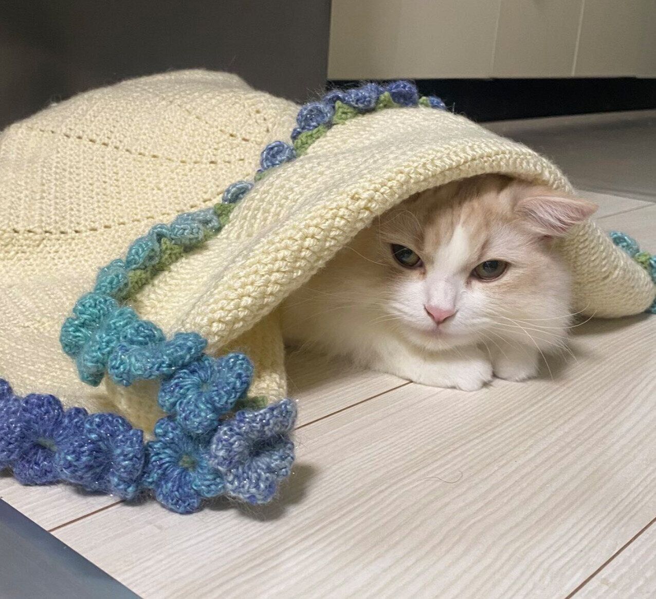 ブランケットをかぶるもなかくん