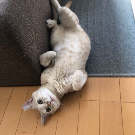 寝転がるMIXの男の子