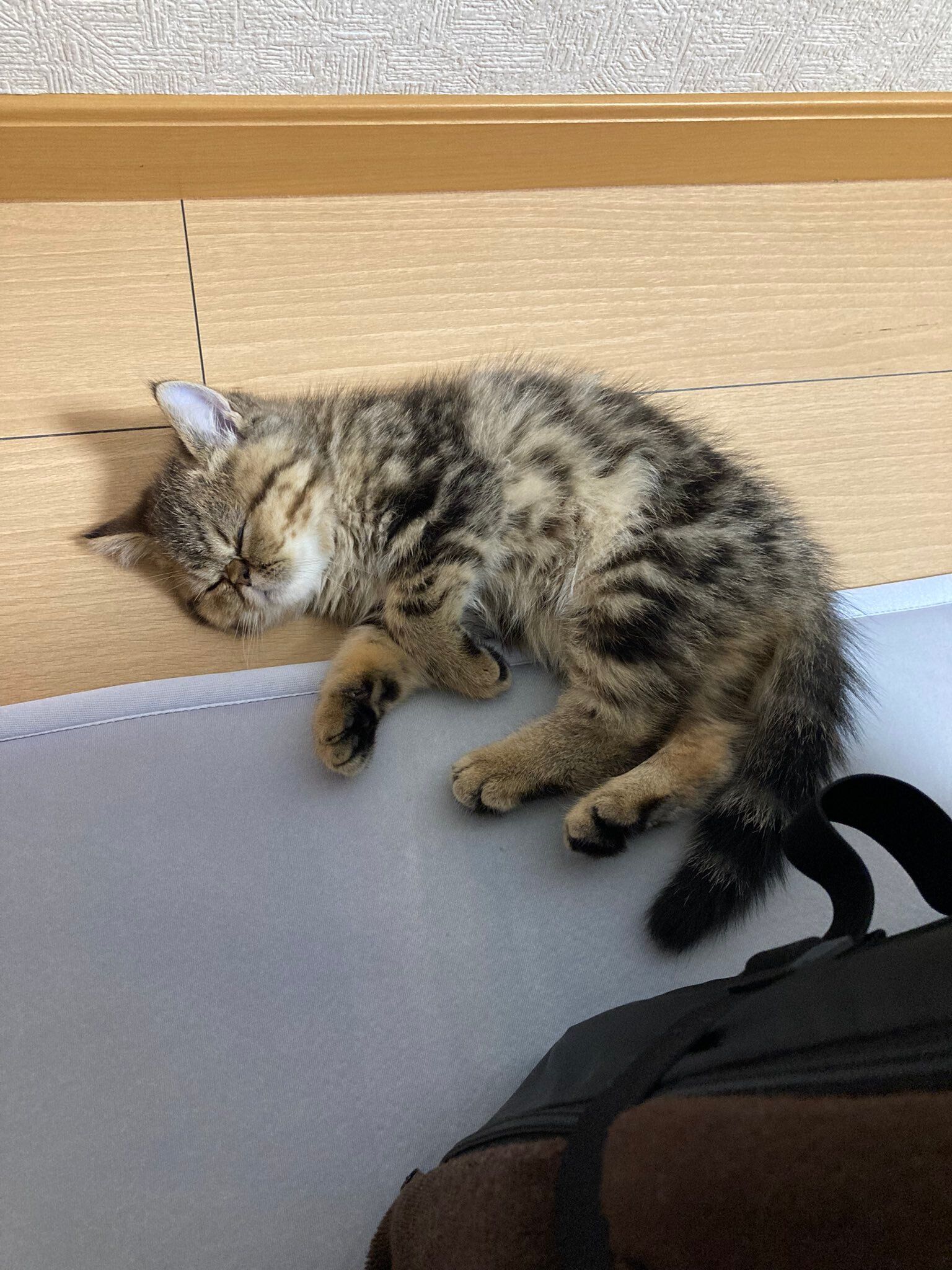 床に寝転ぶエキゾチックショートヘアの子猫