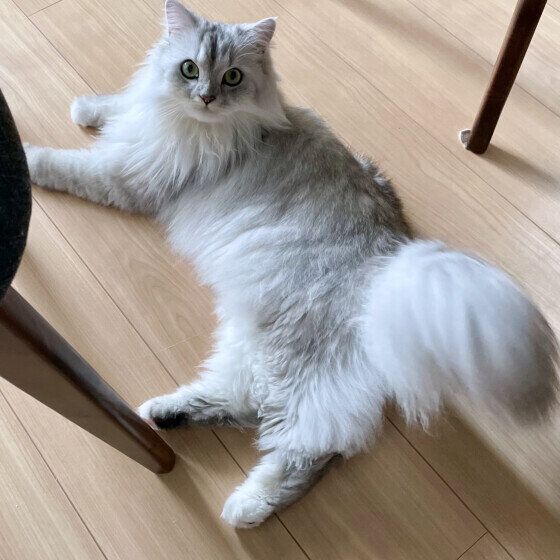 ミヌエットのルナくん