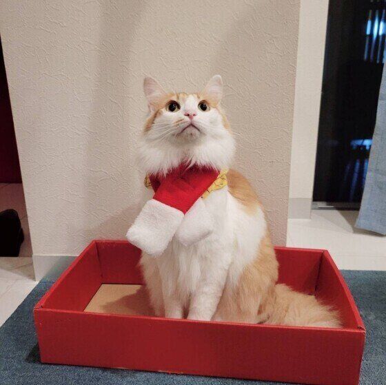 茶白のゆずくん