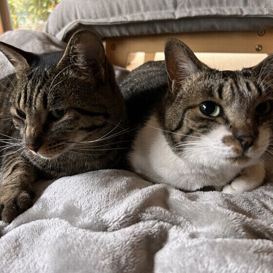 MIXキジトラのうみちゃんたち