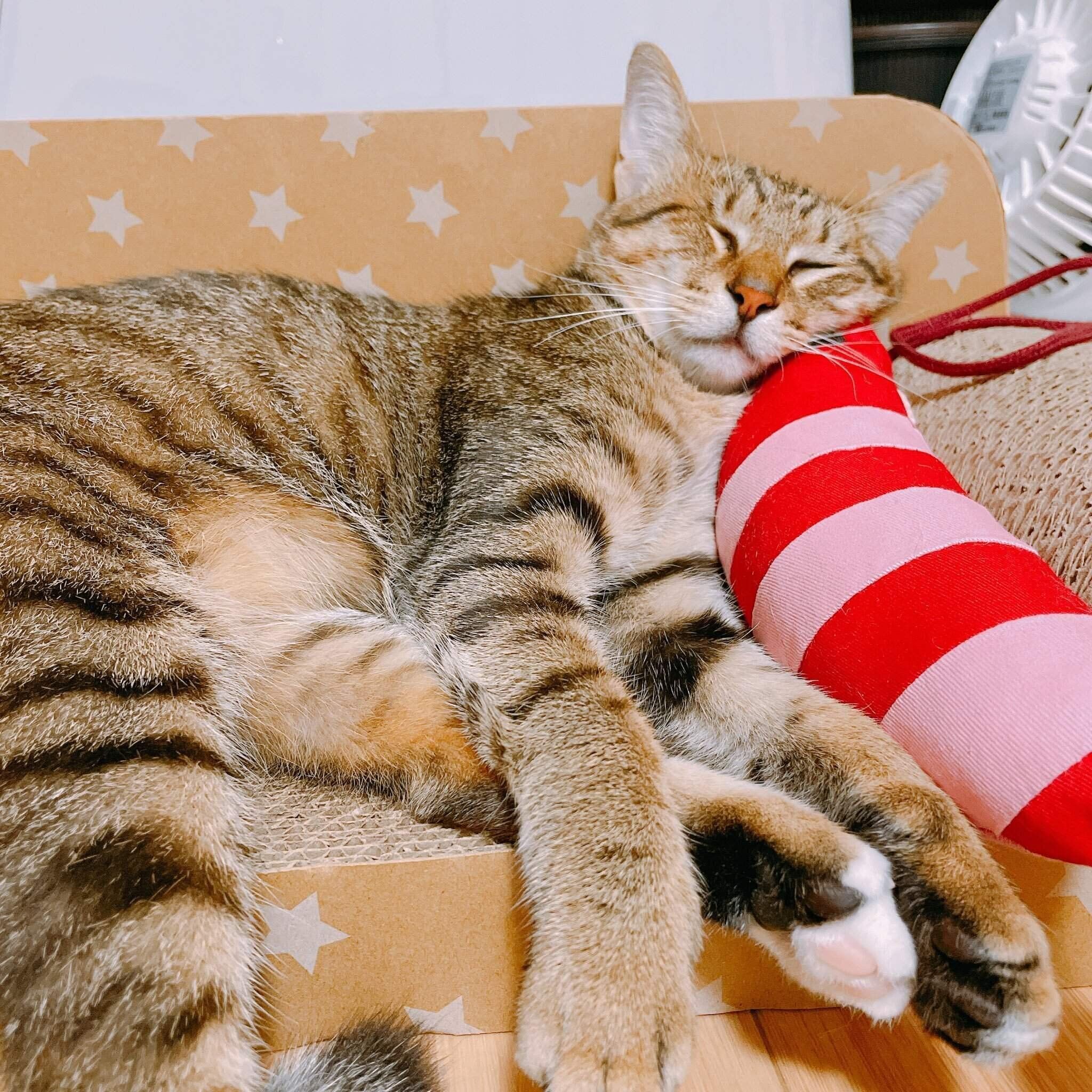 迎え入れから1カ月くらい経った頃の眠っているあんずちゃん