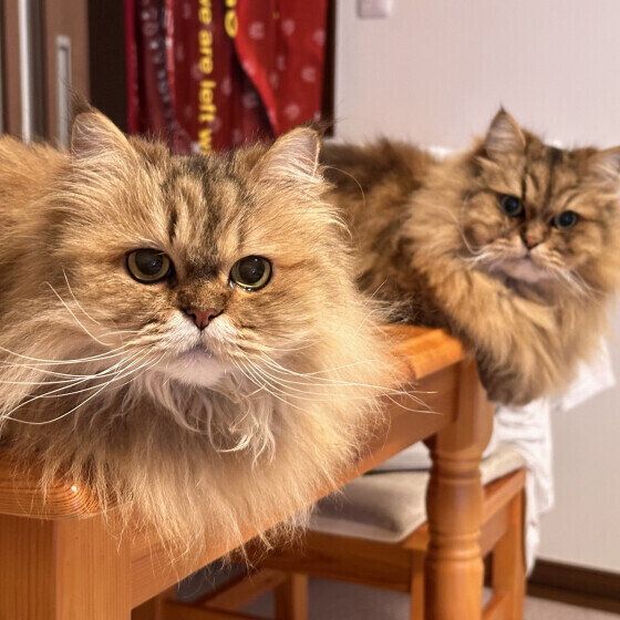 2匹のチンチラゴールデン