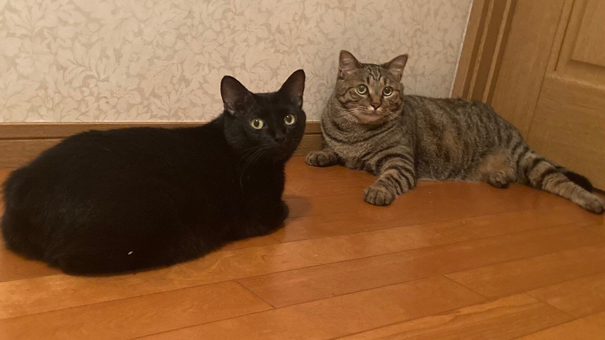 ムーンくんとルイくん。