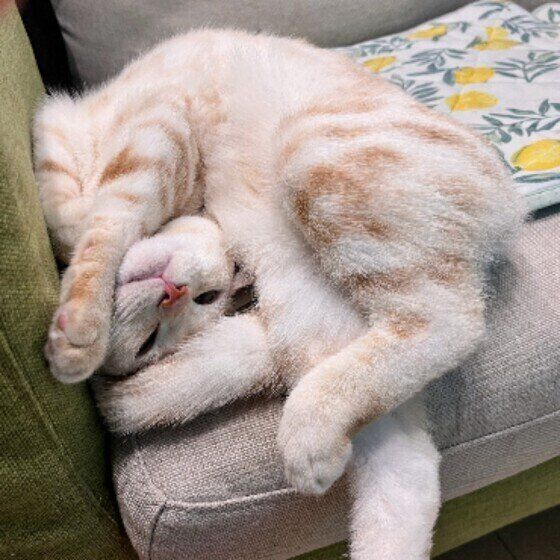 寝転がるプリンくん（アメショ）