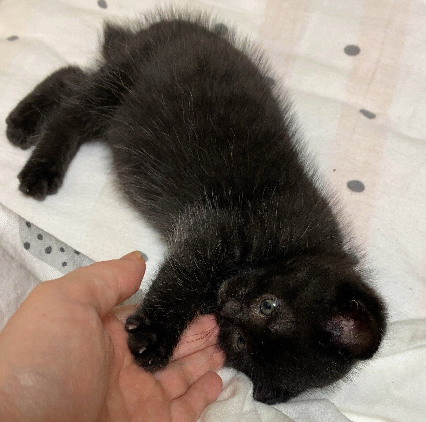 “パヤ毛”時代のうにくん。