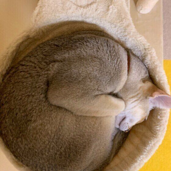 シンガプーラ・まろくん