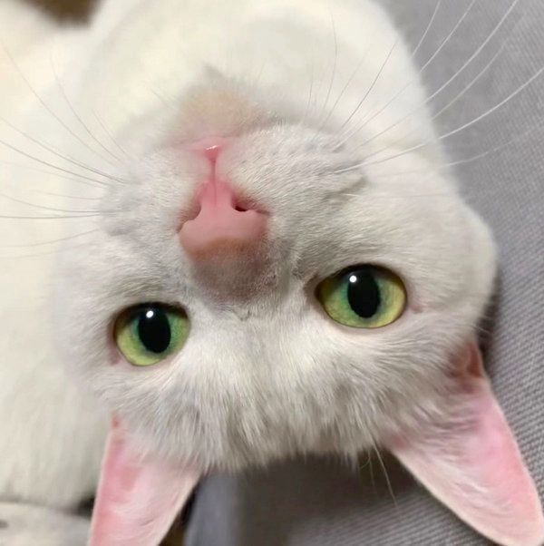 元保護猫・ミカヅキちゃん