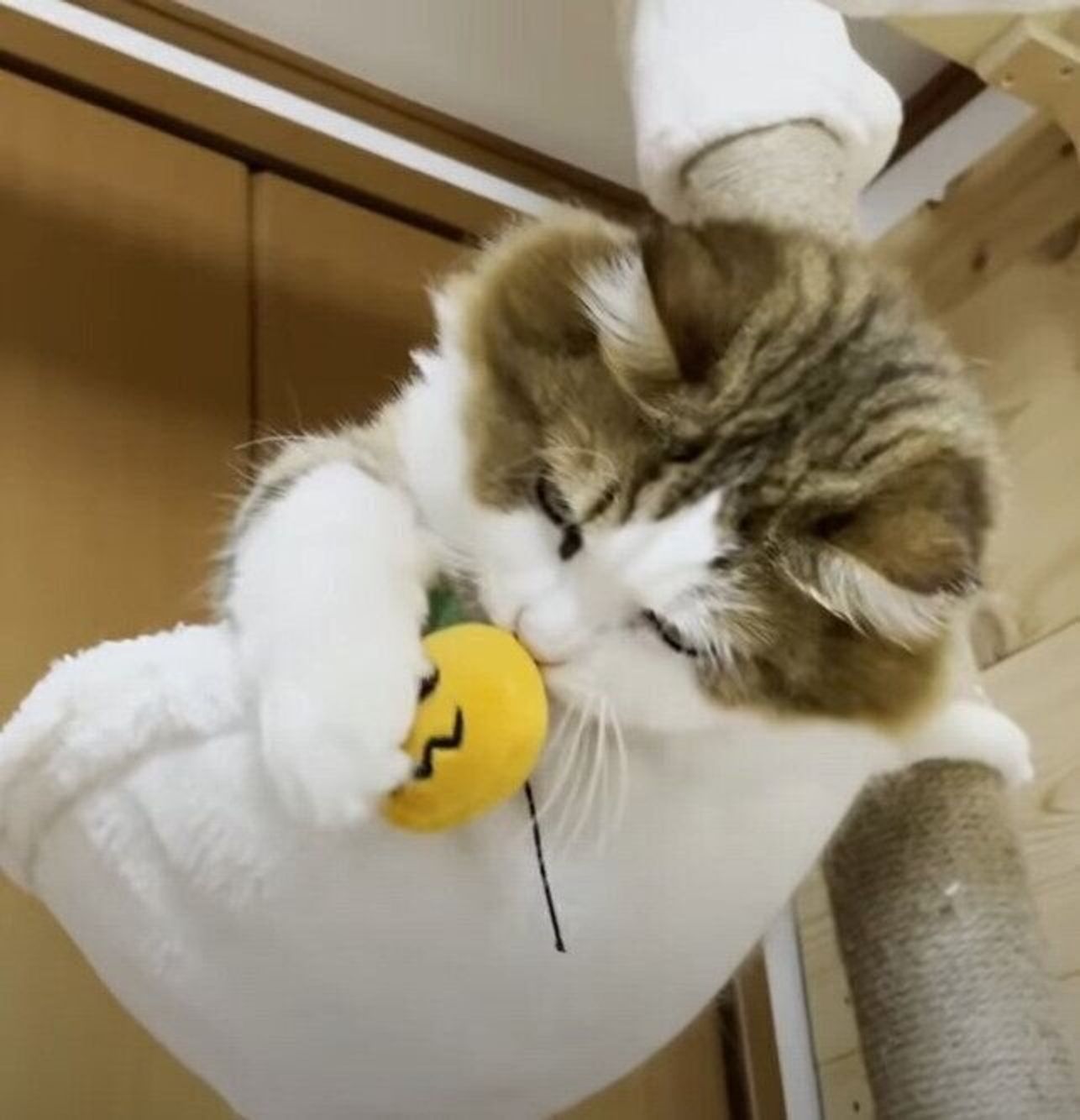 飼い主さんとキャッチボール おもちゃが大好きなマンチカン ねこのきもちweb Magazine 飼い主さんとキャッチボール おもちゃが大好きなマンチカン ねこのきもちweb Magazine