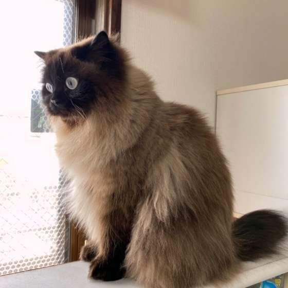 ヒマラヤンのアグリーくん