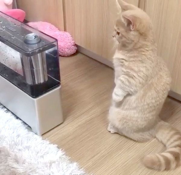 加湿器が気になるここちゃん