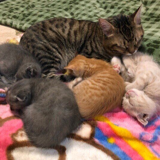 キジトラのペロちゃんと子どもたち