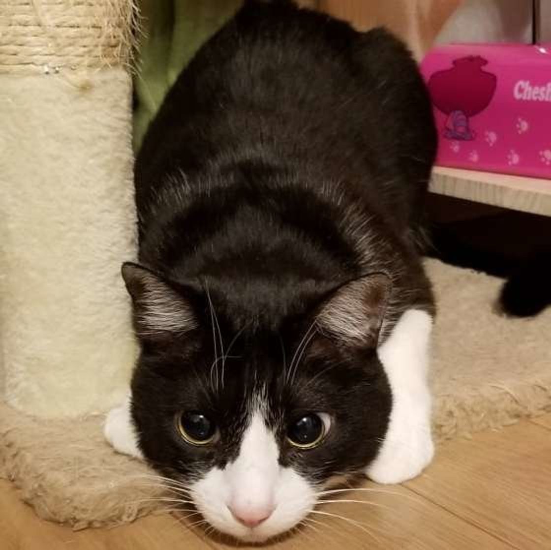 2 3色が掛け合わさった毛柄 組み合わせ柄 猫の特徴は ねこのきもちweb Magazine 2 3色が掛け合わさった毛柄 組み合わせ柄 猫の特徴は ねこのきもちweb Magazine