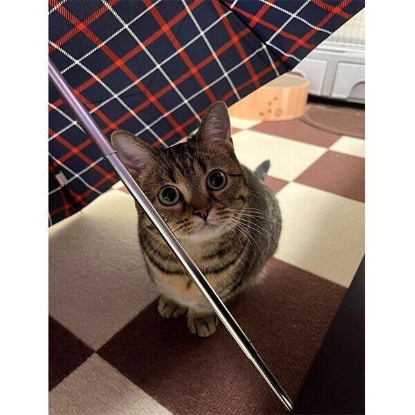 見つめるもなちゃん