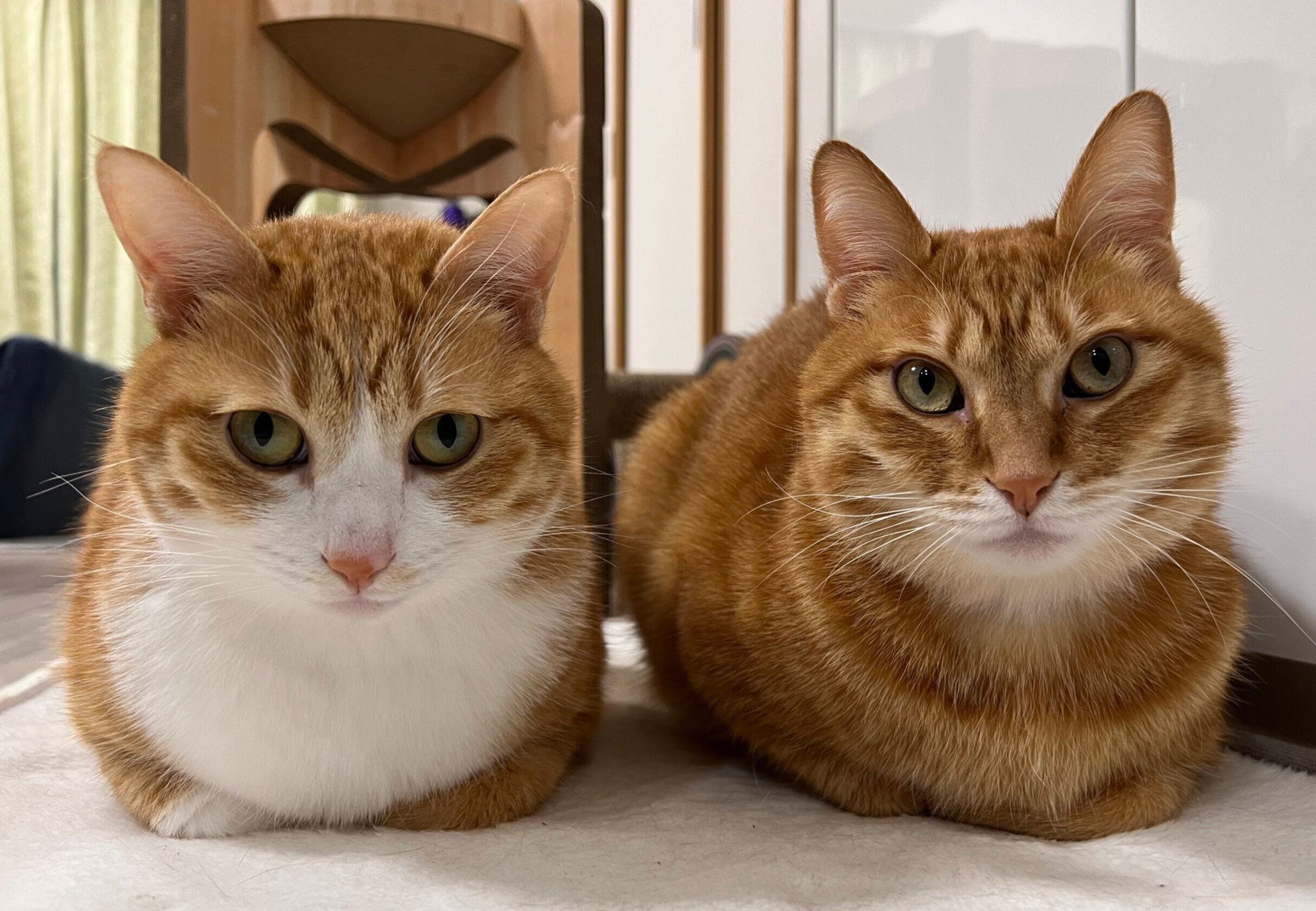 カイちゃんとクウちゃん