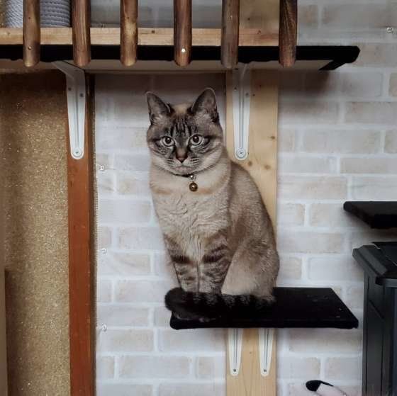 おすましする猫（♀）