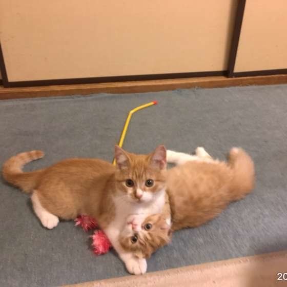 先住猫と新入り猫の相性が最悪 涙 その時 飼い主さんがすべきことは ねこのきもちweb Magazine