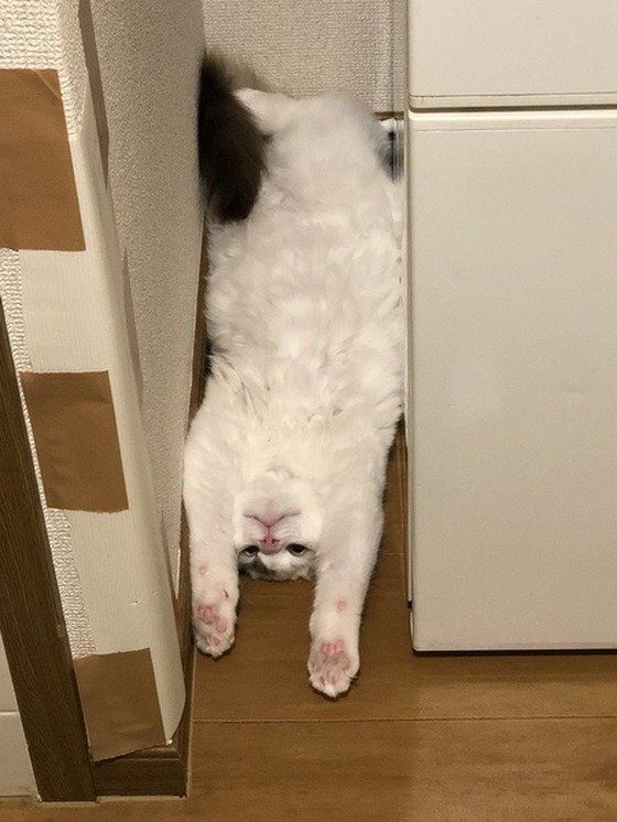 冷蔵庫の隙間に猫