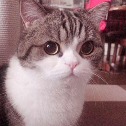 おねだりする猫