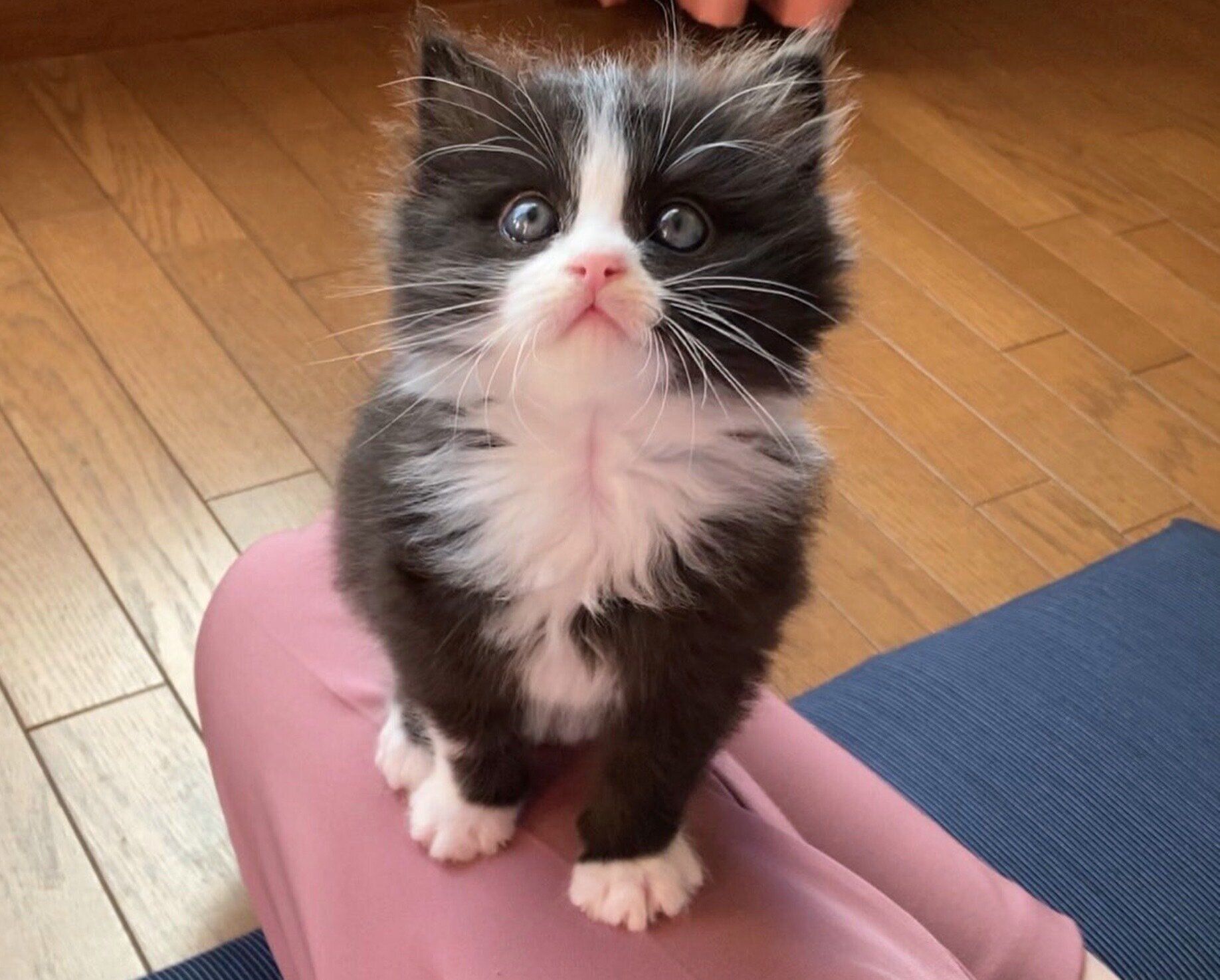 倉庫下で鳴いていた生後1カ月の子猫を保護 2才になった現在の