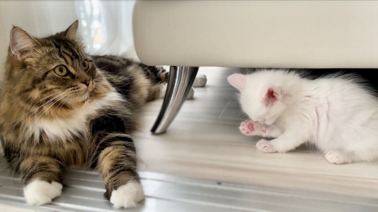 子猫のマオくんとお兄ちゃん猫のメルくん