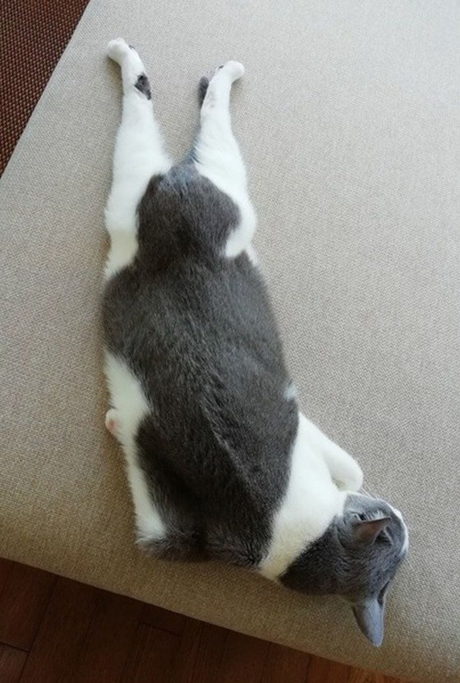 白 黒 茶 基本の組み合わせは4つ 猫の毛柄 バイカラー 柄の特徴とは ねこのきもちweb Magazine 白 黒 茶 基本の組み合わせは4つ 猫の毛柄 バイカラー 柄の特徴とは ねこのきもちweb Magazine