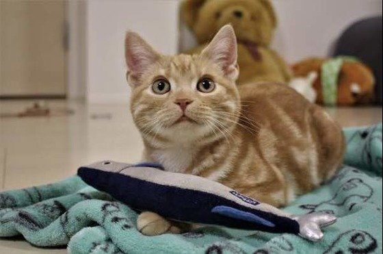 ねこのきもち投稿写真ギャラリー